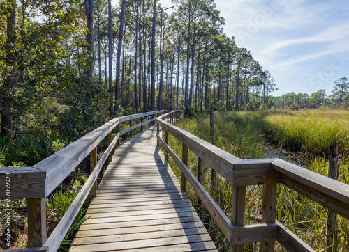 A boardwalk over a wetland along the edge of pine woods.