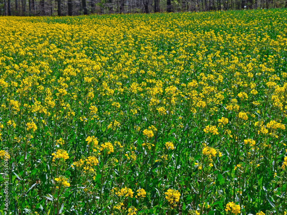 Obraz premium Rapeseed field with lush green and a forest edge in the background