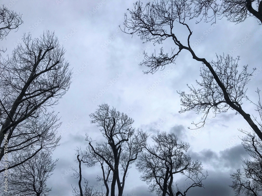 Winter season tree and branches in the nature. Winter season tree and branches in the nature.