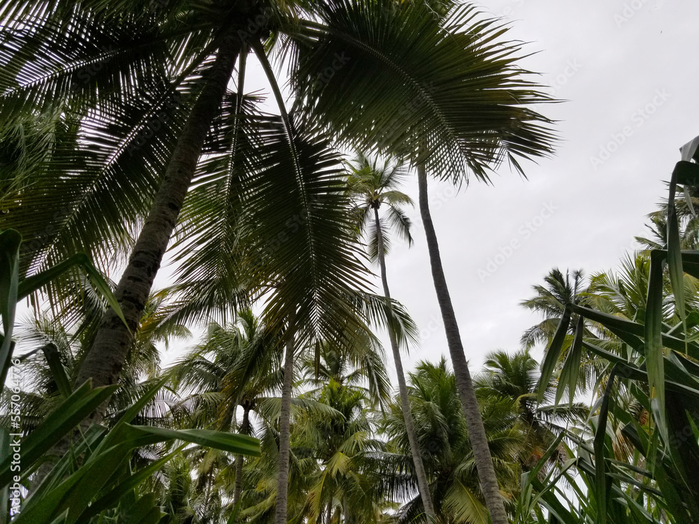 Obraz premium palm tree in the wind