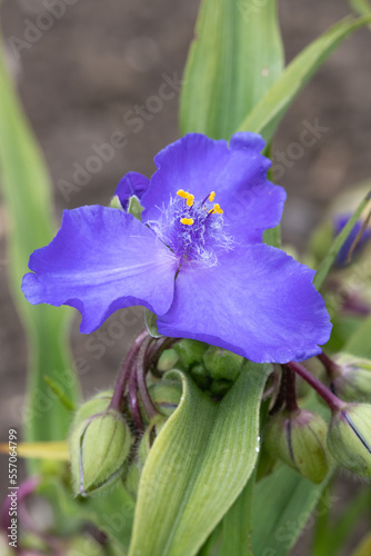 Close up of a longbract spiderwort (tradescantia bracteata) flower in bloom photo