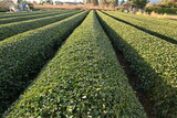 Tea plant cultivation. The leaves are picked and dried to make green tea or black tea.