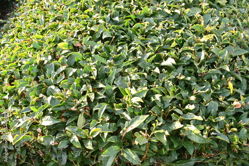 Tea plant cultivation. The leaves are picked and dried to make green tea or black tea.