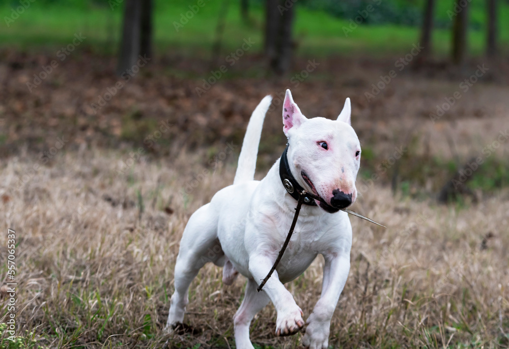 White Miniature Bull Terrier running.