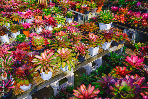 Many different types colorful bromeliad plants for selling on shelves display in ornamental plant shop photo