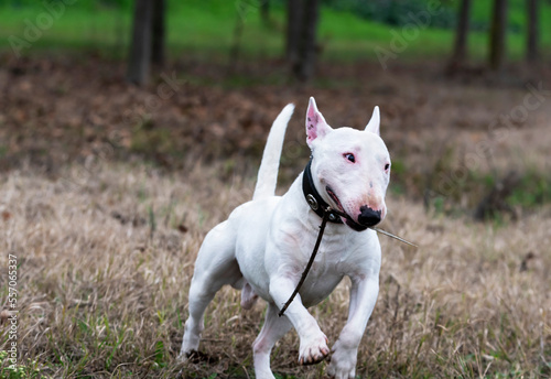 White Miniature Bull Terrier running.