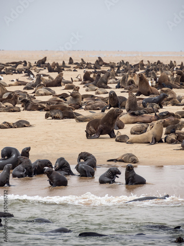 Cape Cross Seal Reserve  Namibia
