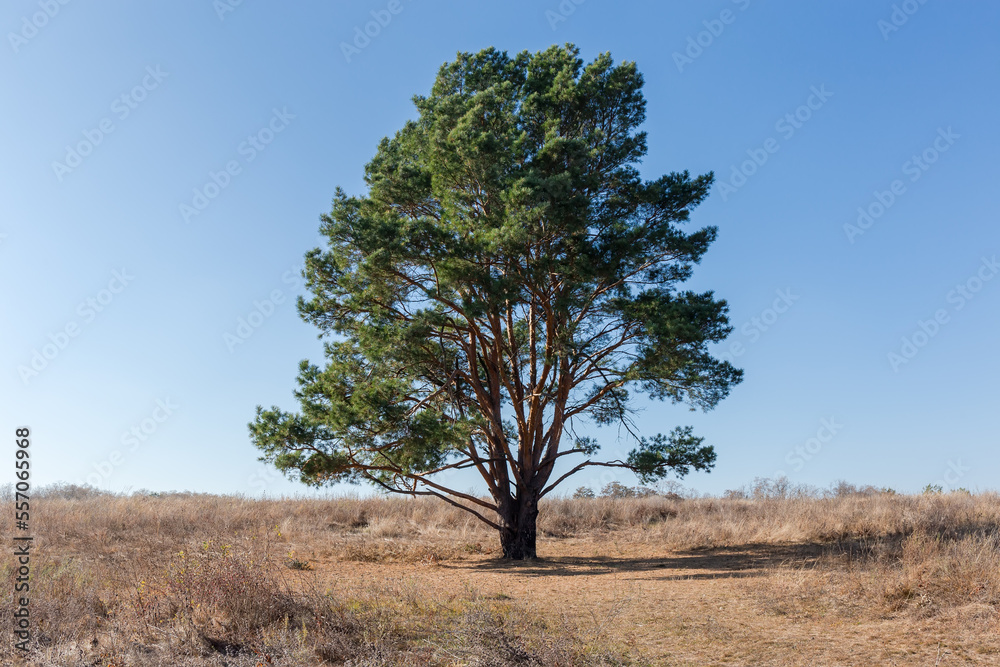 Single pine among field covered with dry grass in autumn