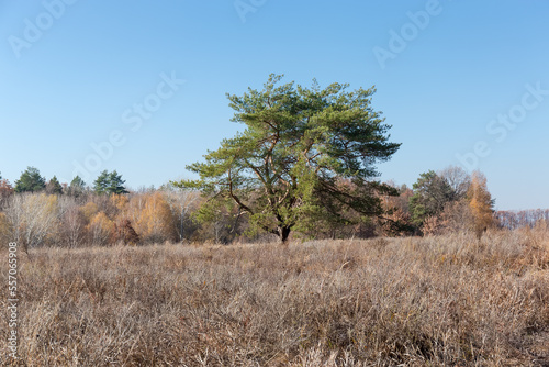 Single pine among field covered with dry grass in autumn