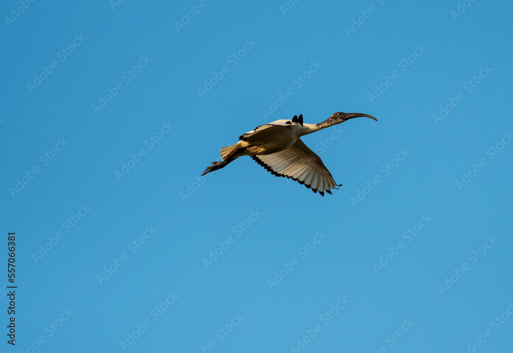 Obraz premium The African sacred ibis in the Po Valley.