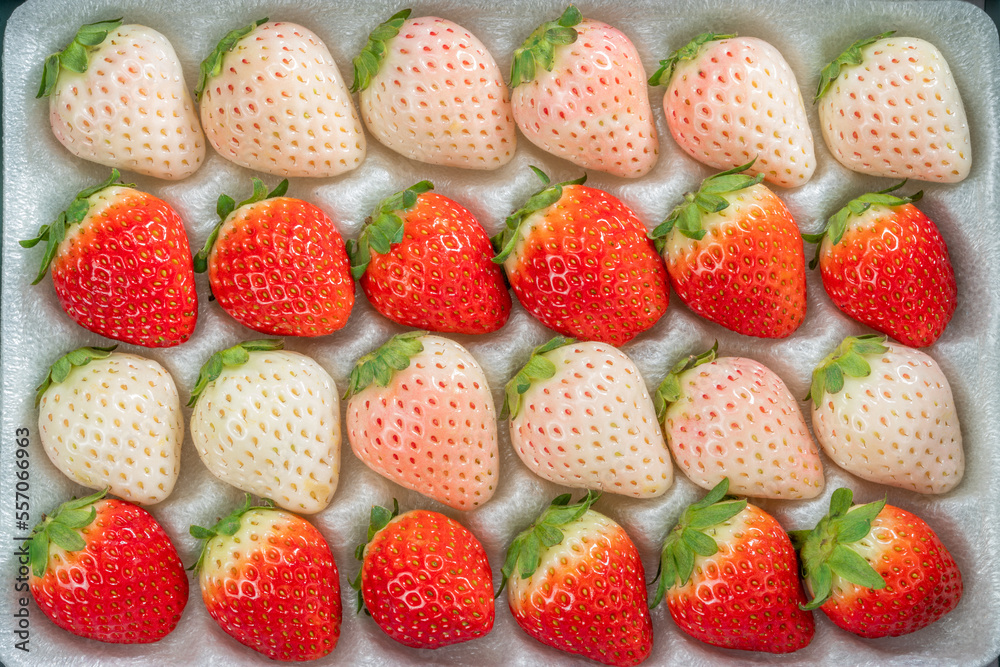 Fresh pink snow strawberry in packaging on white background, Red and Pink Korean Strawberries on White Background. Fresh pink snow strawberry in packaging on white background, Red and Pink Korean Strawberries on White Background.