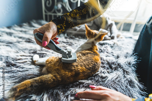 Obraz na plátně A female hand brushing a Devon rex cat lying on a bed