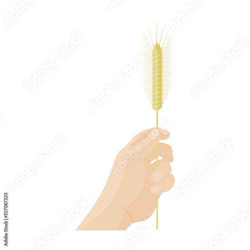 Hand holding  an ear of wheat. Harvest concept.Vector 