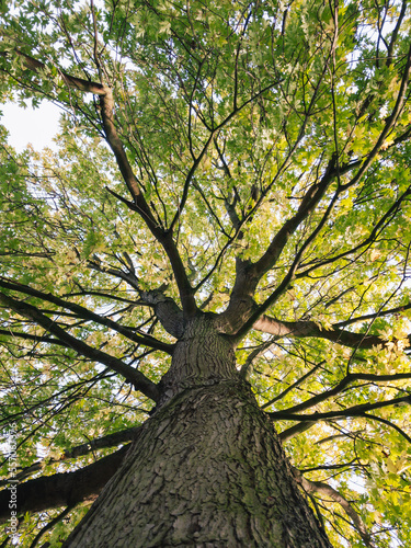 tree in autumn