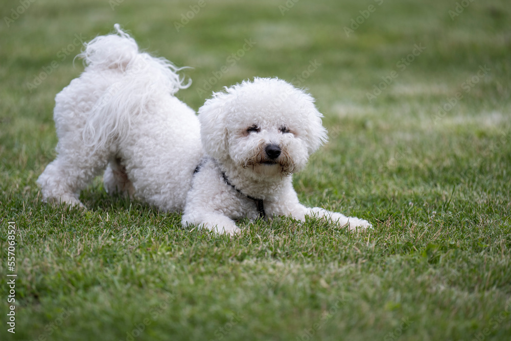 The cute white curly Bison dog on the walk. French bison sitting on the grass and makes perfect pose for photo shooting. The cute white curly Bison dog on the walk. French bison sitting on the grass and makes perfect pose for photo shooting.