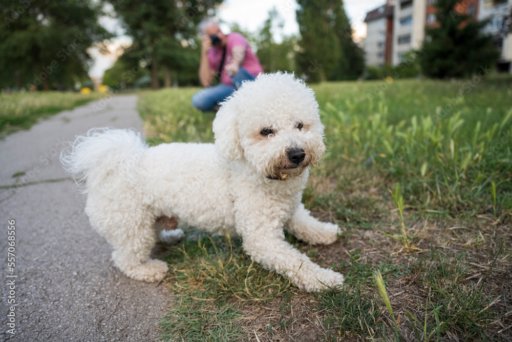 The cute white curly Bison dog on the walk. French bison sitting on the grass and makes perfect pose for photo shooting.