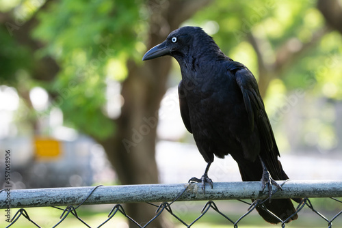 Torresian Crow photo