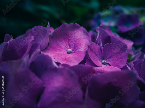 purple hydrangea in the garden
