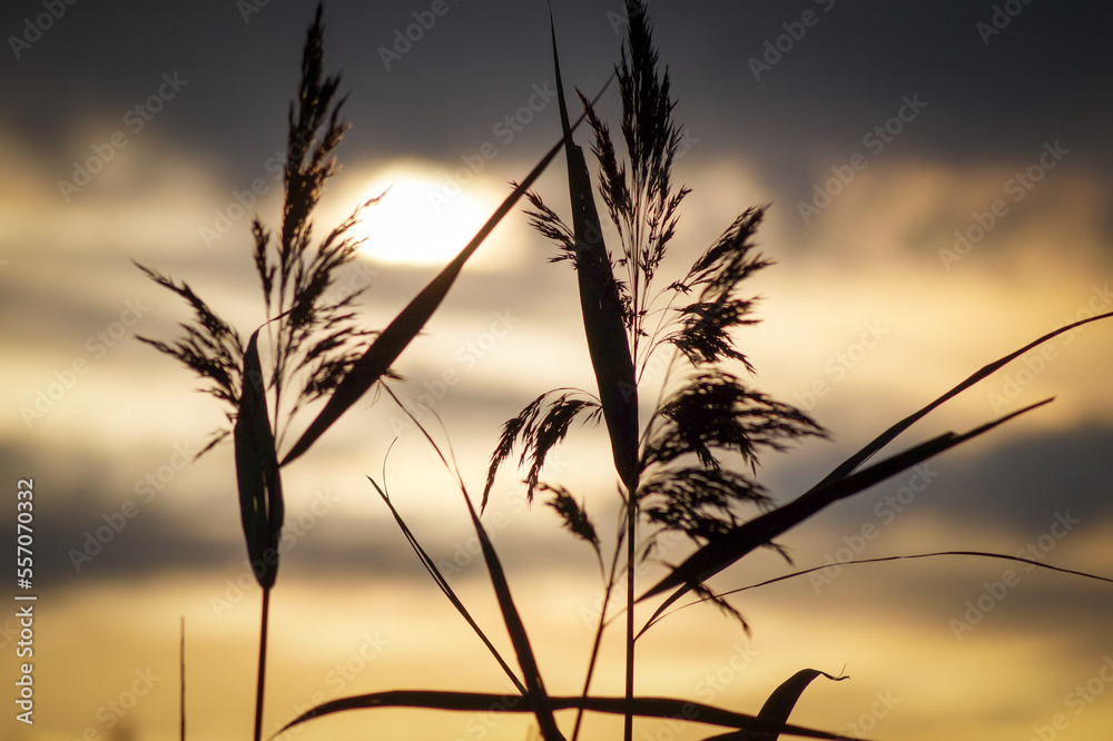 Obraz premium sunset in the field