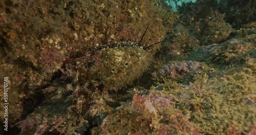 Red abalone foraging on rock. photo