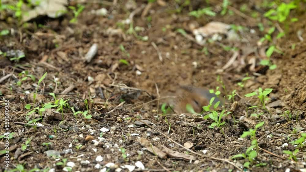 Gopher coming out of it's hole to eat. Gopher coming out of it's hole to eat.