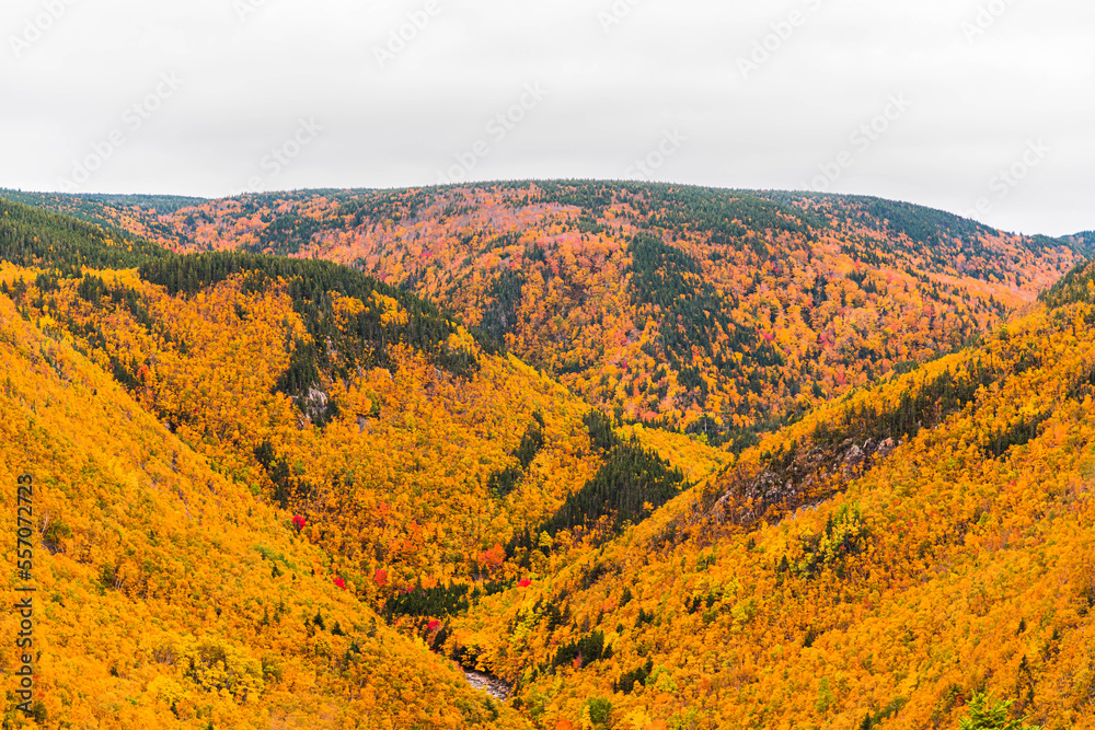 Autumn Colors in Forest, Drone view of Cape Breton Island, Forest Drone view, Colorful Trees in Jungle, Forest Drone View, Island Drone view, Autumn Colors in Jungle, Mountain Landscape Fall Colors