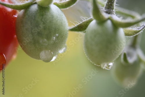 tomatoes on a vine