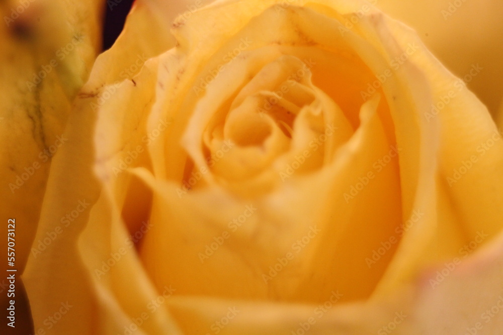 yellow rose close up yellow rose close up