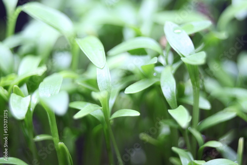 close up on macro green leaves 