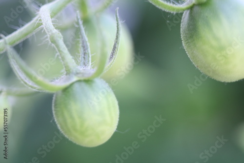close up green small tomato