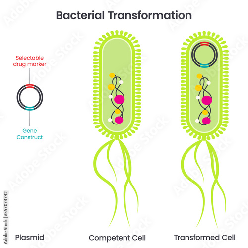 Horizontal gene transfer via transformation scientific