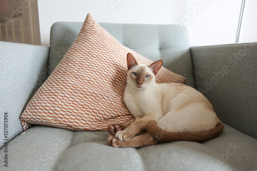 Schilderij op canvas Cute cinnamon point tonkinese cat lounging on sage green sofa, propped up agains