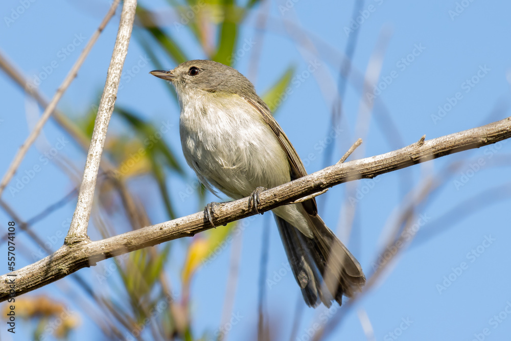 Least Bell's Vireo Perched in Tree Least Bell's Vireo Perched in Tree