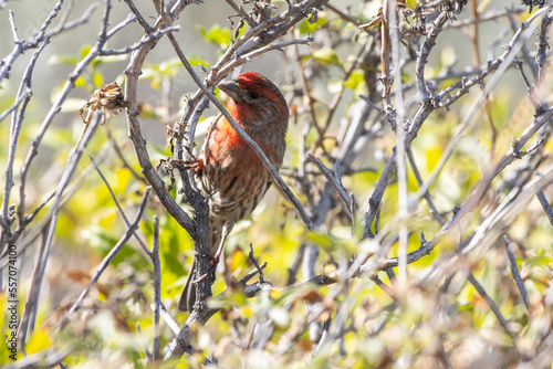 House Finch Foraging in Shrub