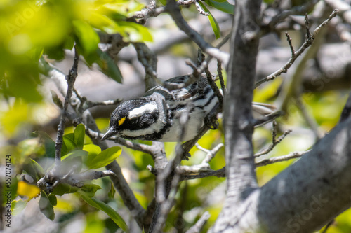 Black-throated Gray Warbler Perched in Tree