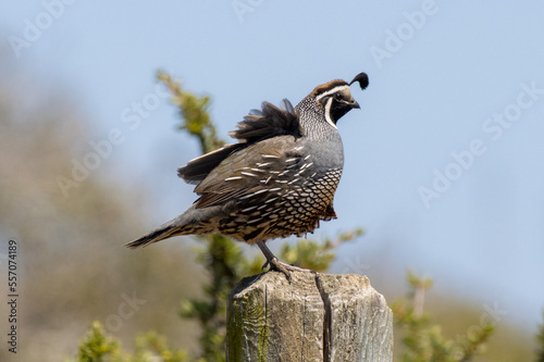 California Quail Perched on Post