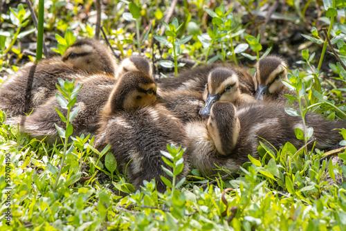Mallard Ducklings Huddled Together