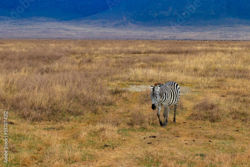 Zebra in savanna in Ngorongoro Crater National park in Tanzania. Wildlife of Africa