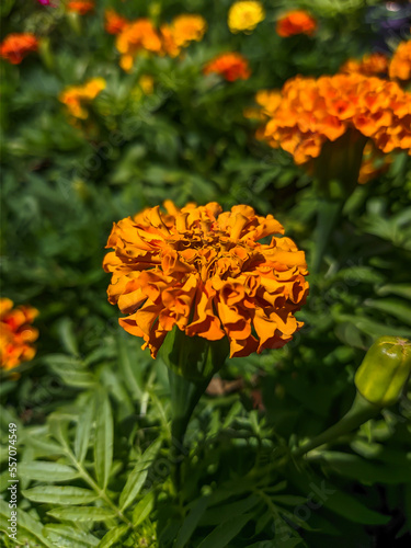 orange dahlia flower