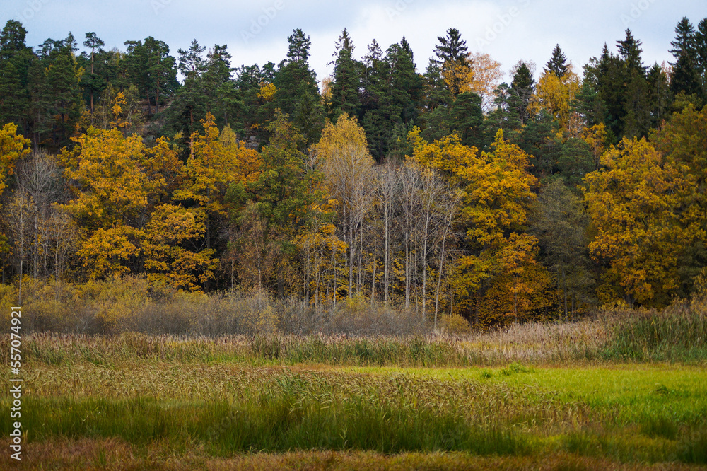 Fototapeta premium autumn in the forest