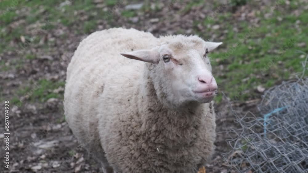 4k vídeo. Slow motion Oveja lanuda blanca solitaria con las orejas hacia atrás en una granja 4k vídeo. Slow motion Oveja lanuda blanca solitaria con las orejas hacia atrás en una granja