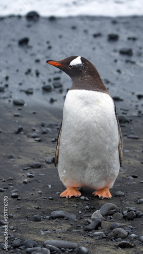 Gentoo penguin (Pygoscelis papua) on the beach at Brown Bluff, Antarctica