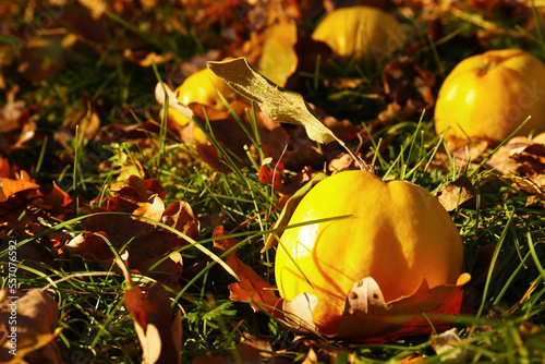Fresh quince and fallen leaves on green grass outdoors, closeup. Space for text
