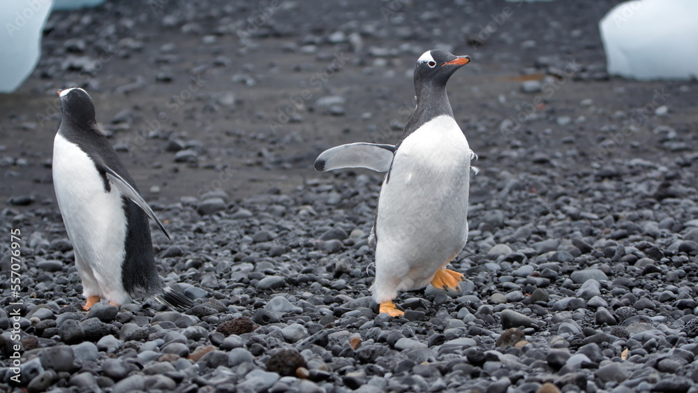 Obraz premium Gentoo penguins (Pygoscelis papua) on the beach at Brown Bluff, Antarctica