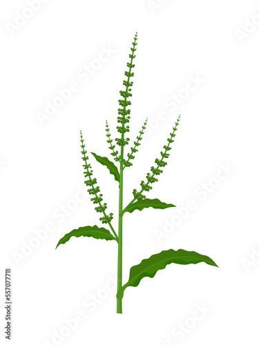 Vector illustration, Rumex crispus, also called curly dock or yellow dock, isolated on white background.