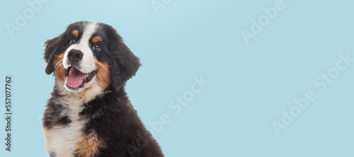 Photos Happy pet