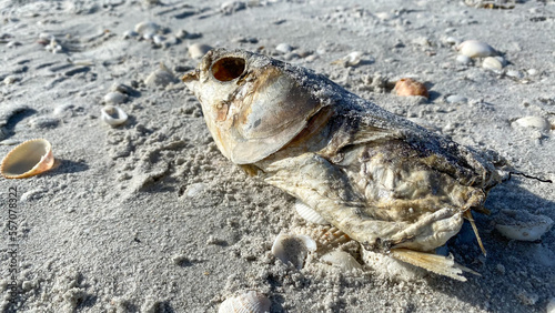 dead fish on beach