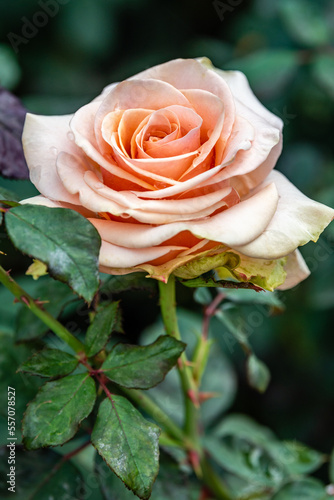 Pink Rose at Manito Park, Spokane Washington.