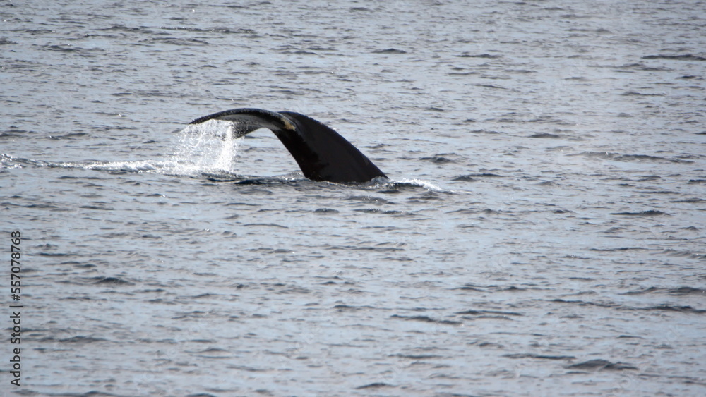 Obraz premium Tail of a humpback whale (Megaptera novaeangliae) at Cierva Cove, Antarctica