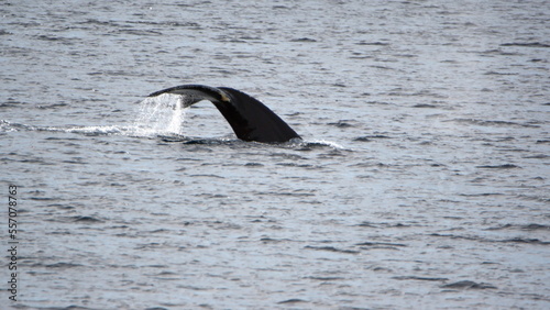 Tail of a humpback whale (Megaptera novaeangliae) at Cierva Cove, Antarctica © Angela